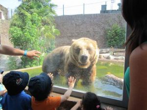 Semente - À descoberta do Zoo